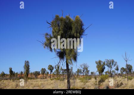 Akazienbäume im australischen Outback Stockfoto