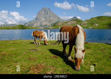 Pferde vor Midi d Ossau, Gentau See, Ayous Seen Tour, Pyrenäen Nationalpark, Pyrenäen Atlantiques, Frankreich Stockfoto