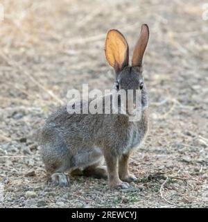 Wüstenschwanz-Kaninchen mit einem Zecken, der die durchsichtigen Ohren zeigt. Santa Clara County, Kalifornien, USA. Stockfoto