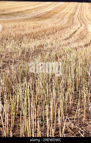 goldenes Stroh nach der Ernte von Weizenkörnern, landwirtschaftliche Tätigkeiten im Sommer, wird Weizenstroh in der Landwirtschaft weiter verwendet Stockfoto