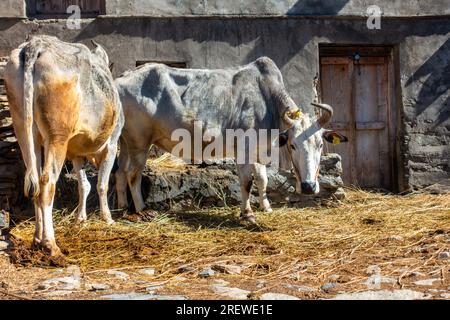 Himalaya Weiße Badri Kühe und Bullen im natürlichen Lebensraum, Uttarakhand, ländliches Dorf. Authentischer Einblick in das ländliche Leben und die einheimische Schönheit der Rinder. Stockfoto