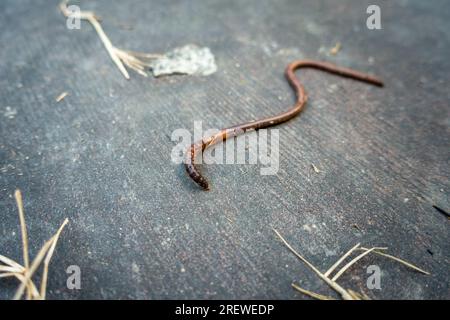 Nahaufnahme eines großen Regenwurms ( Lumbricina ) auf Betonboden. Uttarakhand Indien. Stockfoto