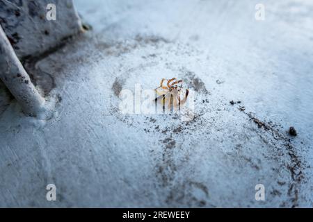 Nahaufnahme des Two-Striped Jumper, einer pulsierenden Spinnenspringerin aus asiatischen Regenwäldern, Indien. Faszinierende Arachnide in ihrem natürlichen Lebensraum. Uttarakhand Indien. Stockfoto