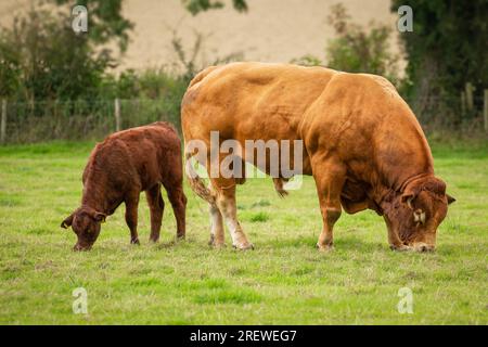 Nahaufnahme eines großen, mächtigen Limousin-Bullen und seines jungen Kalbes mit Köpfen nach unten und grasen auf der Sommerweide. Yorkshire Wolds, Großbritannien. Horizontal. Polizist Stockfoto