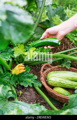Zucchinipflanze in einem Korb pflücken. Zucchini von Hand pflücken. Konzeptgemüse. Zucchini ernten Stockfoto