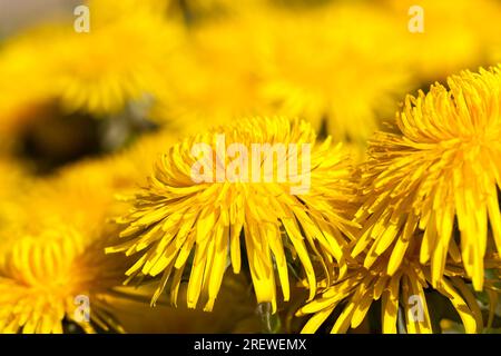 Details gelber frischer Löwenzahn auf dem Feld im Frühling, Löwenzahn Blüten frisch und frisch geblüht, Löwenzahn in der Wildnis aus nächster Nähe Stockfoto