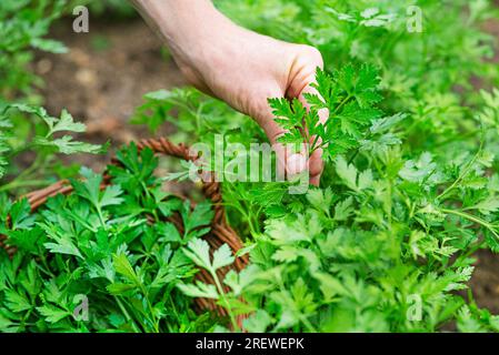 Eine Frau sammelt Petersilie im Garten. Frauenhände, die frische Petersilie aus nächster Nähe pflücken. Stockfoto