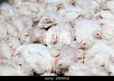 Hühnerküken von weißem Masthähnchen in einer Geflügelzucht, die für Einnahmen aus dem Verkauf von hochwertigem Geflügelfleisch aufgezogen wurden, haben broi genetisch verbessert Stockfoto