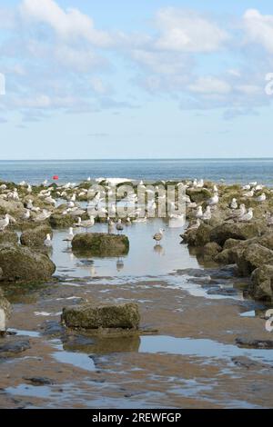 Eine Gruppe Möwen an einem felsigen Ufer. seascape, senkrecht Stockfoto