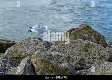 Eine einsame Möwe geht entlang einer felsigen Küste zum Meer Stockfoto