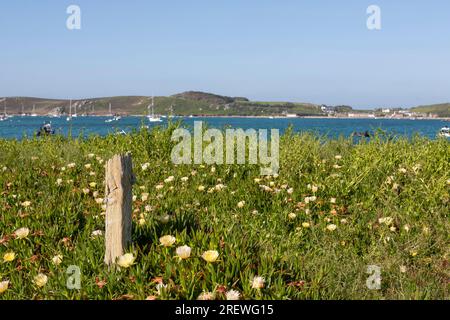 Blick über den neuen Grimsby Sound von Bryher bis Tresco, Isles of Scilly, Großbritannien: Hottentot-fig (Carpobrotus edulis) im Vordergrund Stockfoto