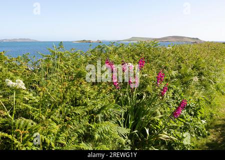 Blick von Bryher über Tresco Flats auf die Inseln Samson und Puffin Island, Isles of Scilly, Großbritannien: Gladioli und KuhPetersilie im Vordergrund Stockfoto