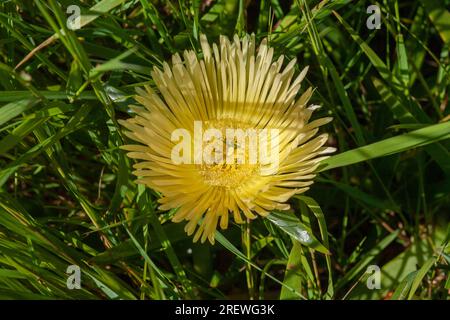 Leuchtend gelbe Blume der Hottentot-Feige (Carpobrotus edulis), die auf Bryher, Isles of Scilly, Großbritannien, wächst Stockfoto