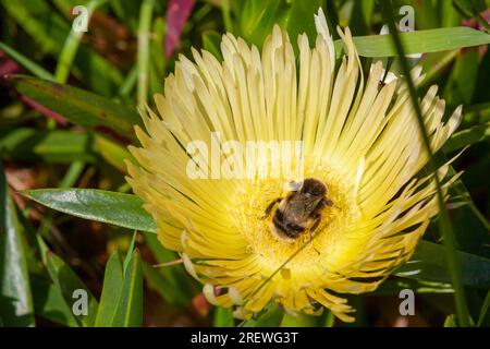 Weißschwanz-Bumblebee (Bombus lucorum) sammelt Pollen aus der großen gelben Blume einer Hottentot-Feige (Carpobrotus edulis) auf Bryher, Inseln von Sci Stockfoto