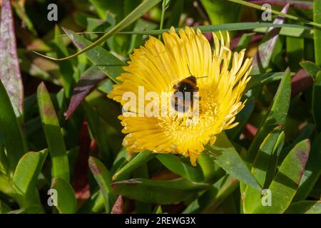 Hummeln sammeln Pollen von der großen gelben Blume einer Hottentot Fig (Carpobrotus edulis) auf Bryher, Scilly-Inseln, Großbritannien Stockfoto