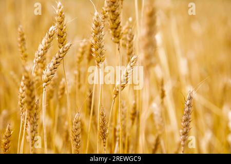 Weizenohren schließen sich auf gelbem Weizenfeld auf, Ernte von Weizen Stockfoto