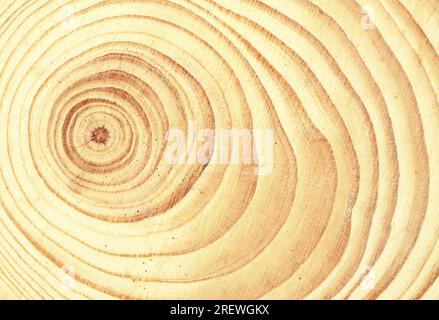 Runder Schnitt durch einen Stamm eines kleinen Baumes mit sichtbaren Jahresringen Stockfoto