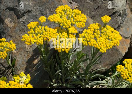 Helichrysum gelbe Blumen Felsen Stockfoto