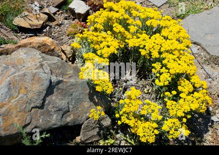 Bergpflanzen Steinfelsen Berggipfel Gelber Garten Helichrysum Stockfoto