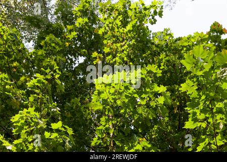 Besonderheiten der Herbstnatur am Beispiel von Bäumen und anderen Pflanzen während Herbst Blattfall, Änderungen in Laub, Farben und andere Merkmale der autu Stockfoto