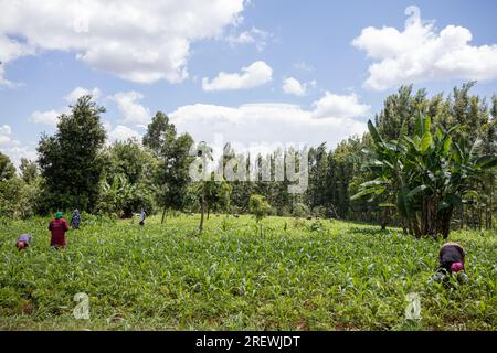 Kenianische Dokumentar- & Humanitäre Fotografen-Antony Trivet Photography Stockfoto