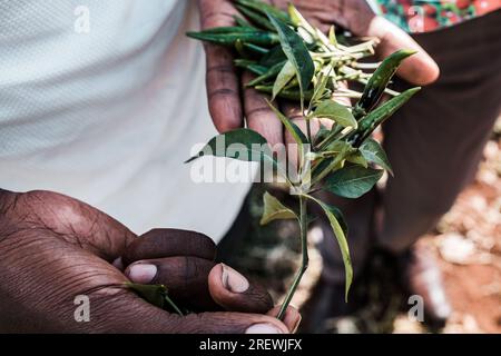 Kenianische Dokumentar- & Humanitäre Fotografen-Antony Trivet Photography Stockfoto