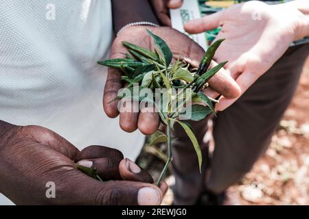 Kenianische Dokumentar- & Humanitäre Fotografen-Antony Trivet Photography Stockfoto