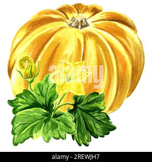 Aquarelldarstellung des gelben Kürbisses. Handgezeichnete Aquarellillustration JPEG für Design, Stoffe, Geschenkpapier, Tapeten, Cover, Stockfoto