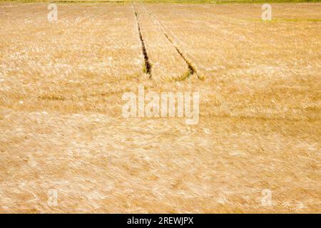 Goldfarbenes Getreide, das bereits reif und bereit für die Getreideernte ist, landwirtschaftliche Tätigkeiten Stockfoto