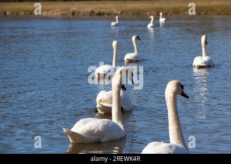 Sie treiben auf dem Wasser eine Gruppe weißer Schwäne, die Vögel der Frühlingssaison, Tiere mit Schwanen und Wasservögel während der Frühjahrszucht Stockfoto