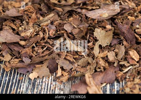 Tabak von einer zerbröckelten Zigarette auf dem Brett, gefährlicher Tabak von Zigaretten, Tabak von Zigaretten, der Nikotinsucht verursacht Stockfoto