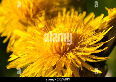 Details gelber frischer Löwenzahn auf dem Feld im Frühling, Löwenzahn Blüten frisch und frisch geblüht, Löwenzahn in der wilden Nahaufnahme Stockfoto