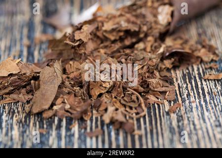 Echter Tabak aus Zigaretten, Tabak aus zerbrochenen und verdorbenen Zigaretten, verursacht Nikotinsucht, Tabak aus einer zerbröckelten Zigarette auf einem Schwarzschwein Stockfoto