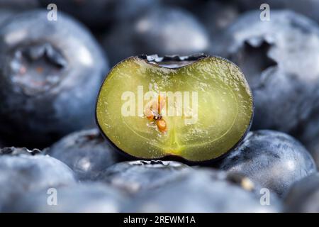 Vitaminreiche Blaubeeren in Schnittform, frisch geerntete und leckere in zwei Hälften geschnittene Blaubeeren, frisch geschnittene Blaubeeren, die roh verzehrt werden können Stockfoto