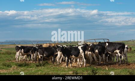 Friesländische Kuhherde, die sich aus einer Mulde ernährt Stockfoto