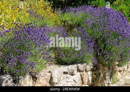Duftpflanzen Lavender wächst im Sommer an einer Gartenwand Stockfoto