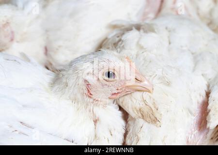 Weissbroilerküken werden aufgezogen, um finanzielle Einkünfte aus dem Verkauf von hochwertigem Geflügelfleisch, einem genetisch verbesserten Broilerküken, zu erzielen Stockfoto