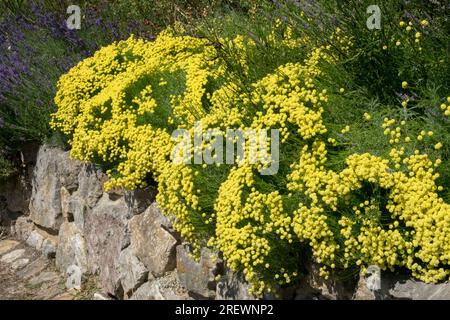 Garten, trocken, Wand, Steinmauer, Pflanzen, Santolina, Lavendel, Gartenmauer, Sommer Stockfoto