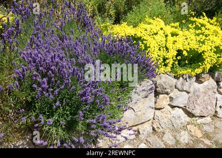 Lavendel im Garten, Lavendelwand, süß duftend, duftend, Pflanzen, Steinmauer, Gelb, Santolina, Garten, Mauer Stockfoto