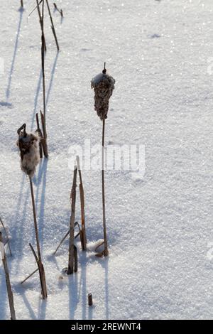 Altes Schilf in einem schneebedeckten und gefrorenen See im Winter, kaltes, frostiges Wetter in der Natur Stockfoto