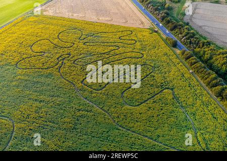 Dorchester, Dorset, Großbritannien. 30. Juli 2023 Wetter in Großbritannien. Der Dorset Sunflower Trail in Dorchester in Dorset erblüht aus der Luft. Für den 2023 Trail wird die Hälfte des Gewinns aus dem Sunflower Trail an Charity gespendet. Dieses Jahr ist die wichtigste Wohltätigkeitsorganisation die Special Care Baby Unit im Dorset County Hospital. Bildnachweis: Graham Hunt/Alamy Live News Stockfoto