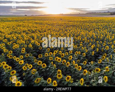 Dorchester, Dorset, Großbritannien. 30. Juli 2023 Wetter in Großbritannien. Der Dorset Sunflower Trail in Dorchester in Dorset erblüht aus der Luft. Für den 2023 Trail wird die Hälfte des Gewinns aus dem Sunflower Trail an Charity gespendet. Dieses Jahr ist die wichtigste Wohltätigkeitsorganisation die Special Care Baby Unit im Dorset County Hospital. Bildnachweis: Graham Hunt/Alamy Live News Stockfoto