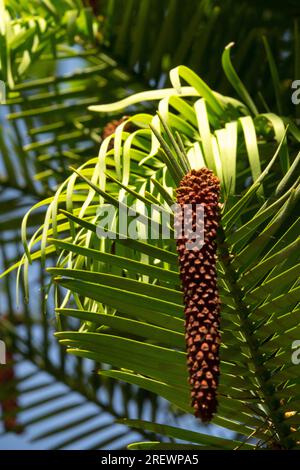 Araucariaceae, australischer Baum, Kegel, männlich, Wollemia nobilis, lebendiges Fossil, Wollemi Pine Stockfoto