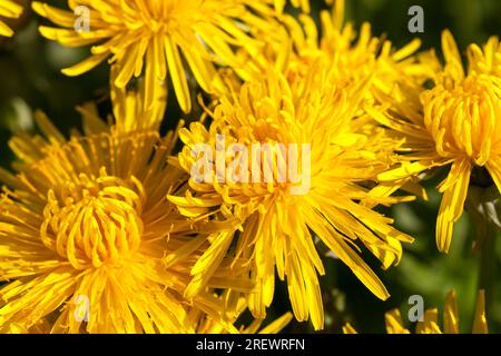 Leuchtende Blüten frischer gelber Löwenzahne auf dem Feld, Frühlingssaison, Löwenzahn ist schön und gelb zu Beginn der Blüte, Wildfl Stockfoto