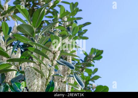 Prunus laurocerasus, Kirschlaurel, grüner Strauch mit weißen Blüten im Frühling Stockfoto