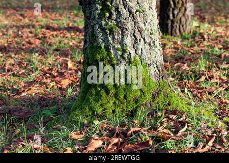 Einfluss und Einfluss der Herbstsaison auf die Natur am Beispiel von Bäumen oder anderen Pflanzen Nahaufnahme, Veränderungen im Aussehen der Pflanzen unter dem inf Stockfoto