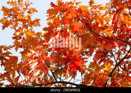Laubbäume Eiche im Wald oder im Park im Herbst Laubfall, Eiche mit wechselnden rötlichen Blättern aus nächster Nähe, wunderschöne Natur mit wilden Eichen Stockfoto
