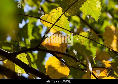 Besonderheiten der Herbstnatur am Beispiel von Bäumen und anderen Pflanzen während Herbst Blattfall, Änderungen in Laub, Farben und andere Merkmale der autu Stockfoto