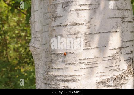 Baumstamm Birke weiße Rinde nah am Marienkäfer sonnigen Wald Stockfoto