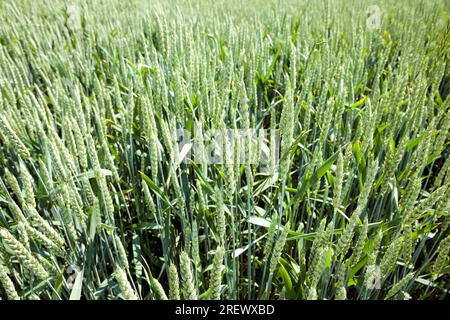 Landwirtschaftliche Pflanzen auf dem Feld, Bodenbearbeitung für pflanzliche Nahrung, eine Art von Aktivität und Geschäft, um einen Gewinn durch den Anbau von Lebensmitteln, ein Feld in der Summe Stockfoto